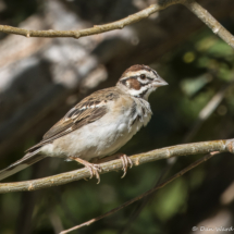Lark Sparrow-08