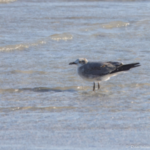 Laughing Gull-02
