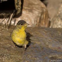 Lesser Goldfinch-Male-09