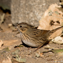 Lincoln's Sparrow-04