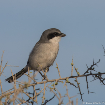 Loggerhead Shrike-08