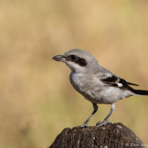 Loggerhead Shrike-16