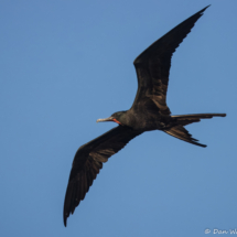 Magnificent Frigatebird-13