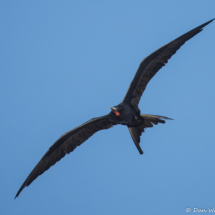 Magnificent Frigatebird-19