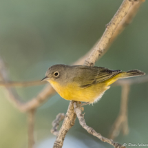 Nashville Warbler-05