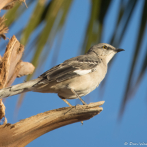 Northern Mockingbird-01 (2)