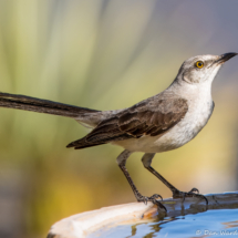 Northern Mockingbird-05