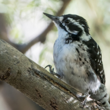 Nuttall's Woodpecker-03