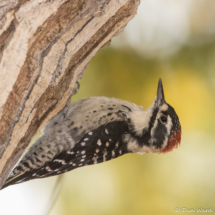Nuttall's Woodpecker-Male-11