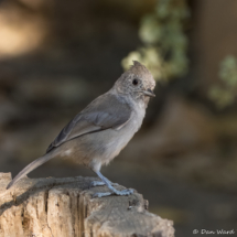 Oak Titmouse-12
