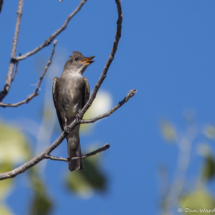 Olive-sided Flycatcher-02