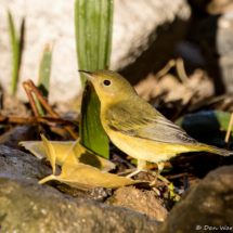 Orange-crowned Warbler-16