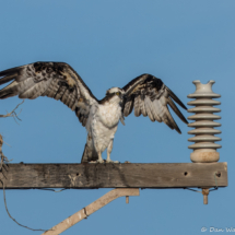 Osprey-16