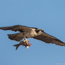 Osprey in Flight-08