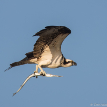 Osprey in Flight-21