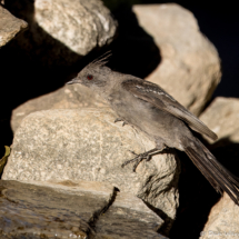 Phainopepla-03
