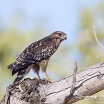 Red-shouldered Hawk-08