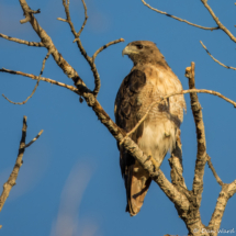 Red-tailed Hawk-01