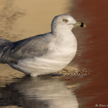 Ring-billed Gull-15