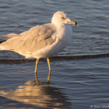 Ring-billed Gull-18
