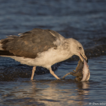Ring-billed Gull-25