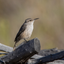Rock Wren-03