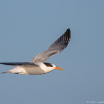Royal Tern-52