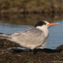 Royal Tern-53