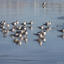 Royal Terns-03