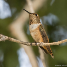 Rufous Hummingbird-04