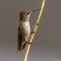 Rufous Hummingbird-Male-03