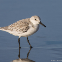 Sanderling-02