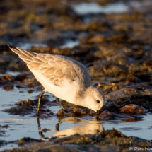 Sanderling-06