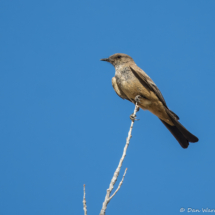 Say's Phoebe-03