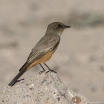 Say's Phoebe-05