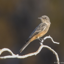 Say's Phoebe-05