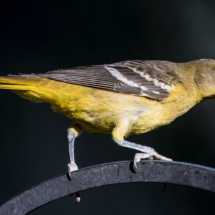 Scott's Oriole-Female-04