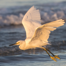 Snowy Egret-03