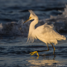 Snowy Egret-25