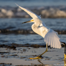 Snowy Egret-46