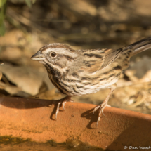 Song Sparrow-17