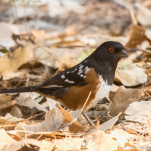 Spotted Towhee-10