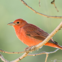 Summer Tanager-Male-011