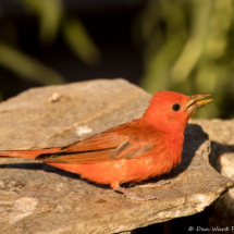 Summer Tanager-Male-53