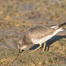 Surfbird-01
