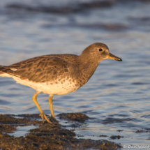Surfbird-17