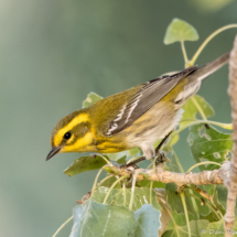 Townsend's Warbler-06