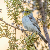 Verdin-02