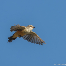 Vermilion Flycatcher-Female-05