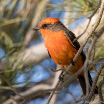 Vermilion Flycatcher-Male-02